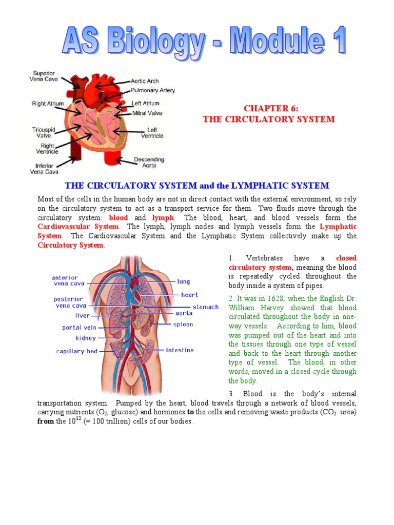circulatory system Heart Heart Valve