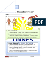 Worksheet The Muscular System