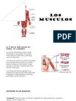 Los Musculos