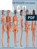 Anatomia Rastreio_107 Pontos Revisado