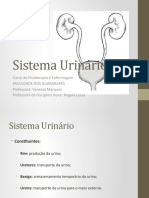Aula 01- Anatomia do sistema urinário