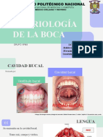 Formación de la lengua y glándulas salivales