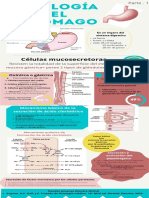 Estómago Infografía