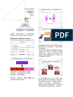 Visão Geral Das Respostas Celulares - Patologia - Robins