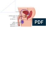 anatomi uretra