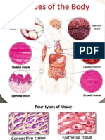 Types of Tissues