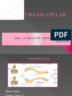 Anatomía de la clavícula, omoplato y húmero