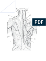 Región Cervical Posterior y Musculos de Espalda