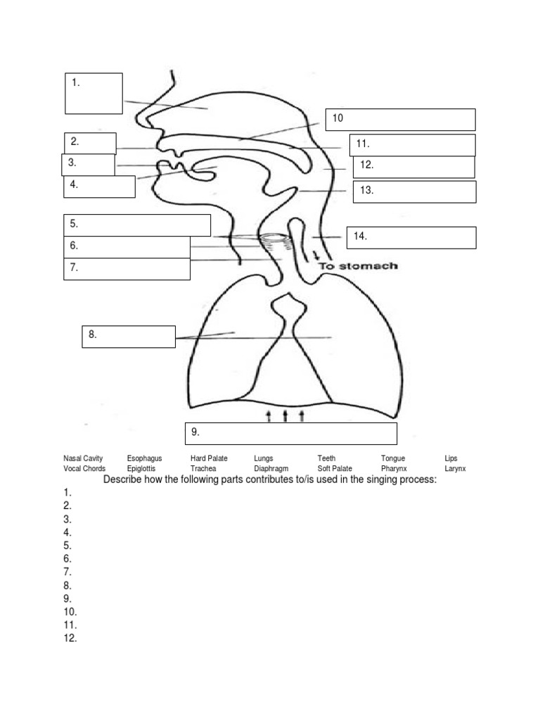 Vocal Anatomy Quiz | PDF
