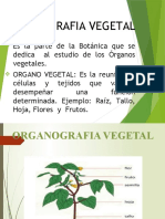 Clase (4) - Organografia Vegetal