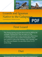 Galapagos Iguanas and Lizards