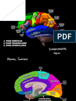 Re O Lpt1 Ral Vre/1/1: 1. Pars Orbitalis 2. Pars Triangularis Pars Opercularis