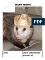 Virginia Opossum: Domain Eukarya-Contain A Nucleus Within Each Cell