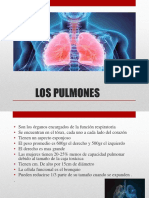 Herbolaria Clase 5 Los Pulmones