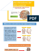 Músculos Elevadores Del Labio Superior - Músculos Del Labio Inferior