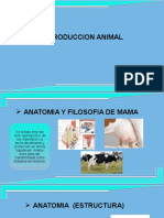 Practica de Anatomia Reproduccion Animal