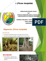 Higuerón (Ficus Insípida) Julian David Garavito Castro Grado 10.1