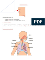 # 8 APARATO RESPIRATORIO (1)