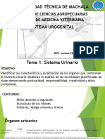 Sistema Urogenital 3