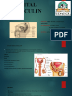 APARATO GENITAL GRUPO Nro.13