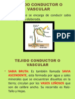 Tejido vascular y sus funciones