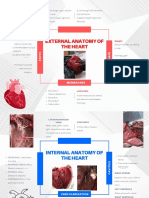 Anatomia Co - Isabella