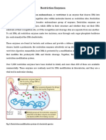 Restriction Enzymes