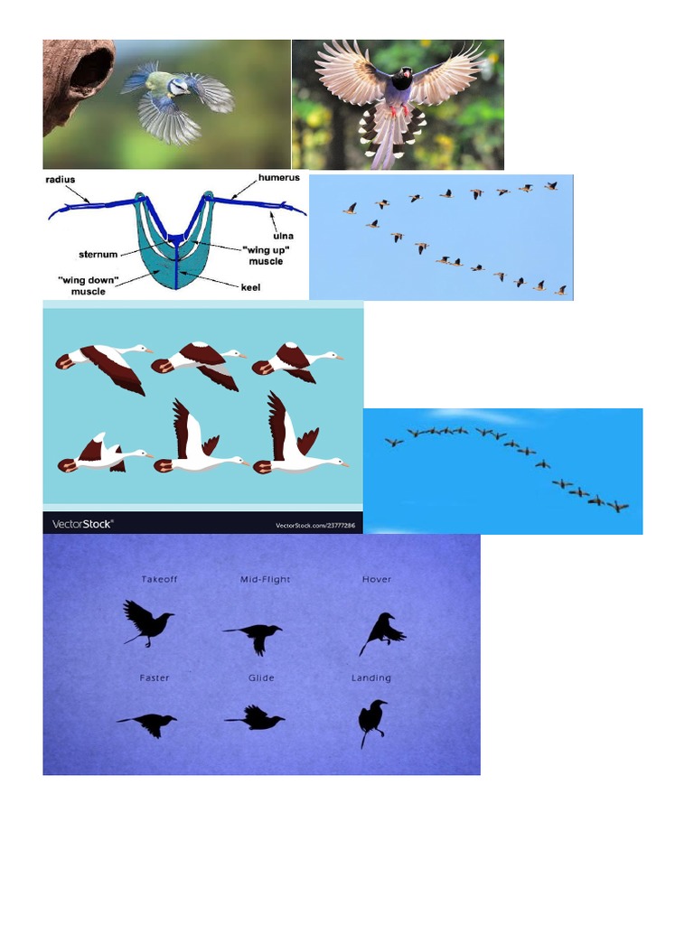 [Pdf] Aerodynamics Of Bird Flight – RVWE