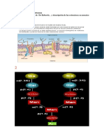 Imagenes para Exploracion de Conceptos