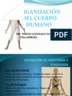 ORGANIZACION CUERPO HUMANO 1