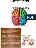 Hemisferios Cerebrales