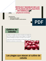 Características y Manejo de Las Principales Plagas en Cebolla