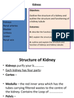 Excretion Kidneys Worksheet 1