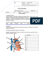 Guia Nº5 8º Básico Sistema Circulatorio