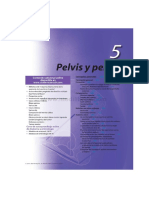 Regional anatomy of the pelvis and perineum