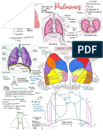 Pulmones ?