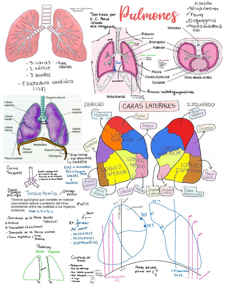 Pulmones ? | PDF | Pulmón | Tórax (anatomía humana)