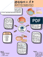 Infografía-Ojo Histologia