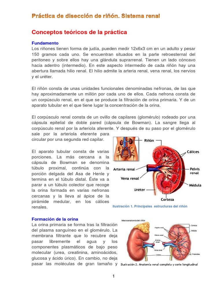 Anatomía y función renal: Una guía visual de la disección del riñón ...