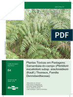 Plantas Tóxicas em Pastagens Samambaia-Do-Campo (Pteridium Esculentum Subsp. Arachnoideum (Kaulf.) Thomson, Família Dennstaedtiaceae)