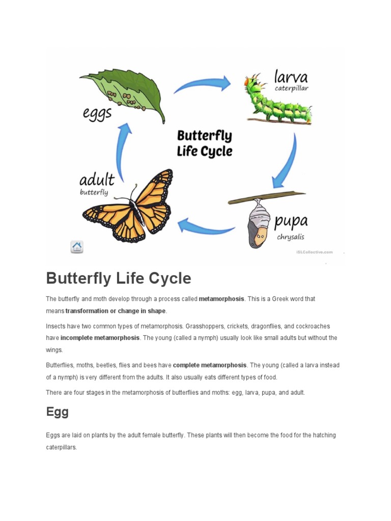 Butterfly Life Cycle PDF Pupa Butterfly