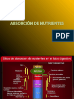 ABSORCIÓN DE NUTRIENTES