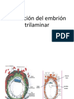 1.4 Formación Del Embrión Trilaminar.pptx