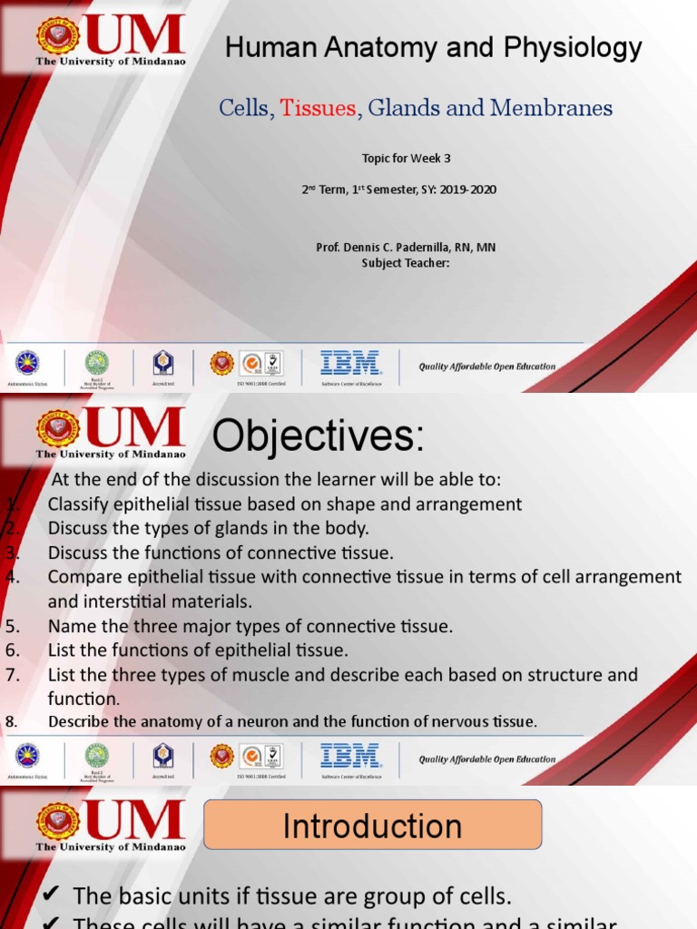 Week 2 The Tissues Membranes | PDF | Epithelium | Connective Tissue
