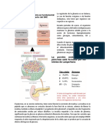 Resumen Pancreas