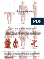 Sistema Muscular