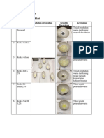 Data Pengamatan Flavonoid