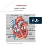 Sistema Cardiovascular