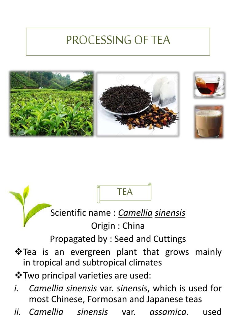 Tea Processing Steps Explained | PDF | Tea | Hot Drinks