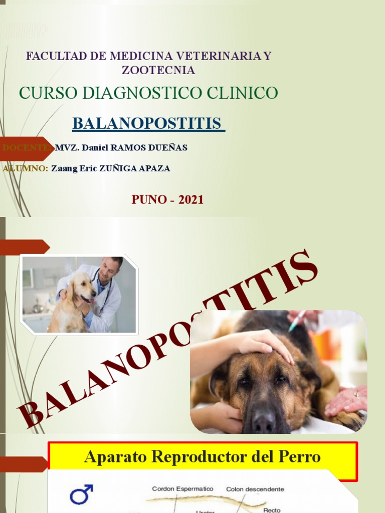 Balanopostitis en Perros: Diagnóstico y Tratamiento | PDF ...